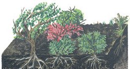 Вертикален профил на почвата на тайгата