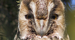 Горска ушата сова