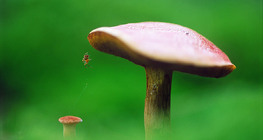 Гъба с паяк