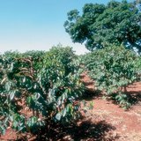 Кафени плантации в Кения