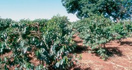 Кафени плантации в Кения