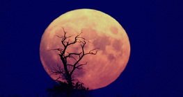 Изгряваща Луна