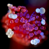 Пестик на мирабилис, с полепнал по него цветен прашец