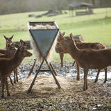 Хранилка за диви животни