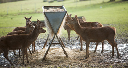 Хранилка за диви животни