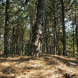 Борова гора