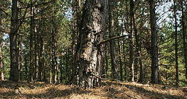 Борова гора