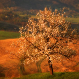 Цъфтящо черешово дърво