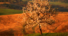 Цъфтящо черешово дърво