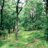 Дъбова гора