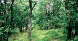 Дъбова гора