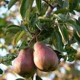 Крушево дърво