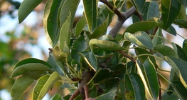 Крушево дърво