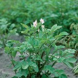 Картофено растение