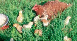 Кокошка и пилета