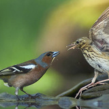 Обикновена чинка