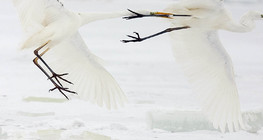 Битка на големи бели чапли