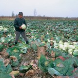 Бране на зеле