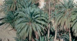 Оазис с финикови палми в Тунис