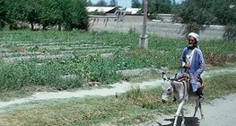 Полупустинни територии в Туранската низина