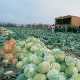 Бране на зеле