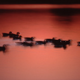 Диви патици