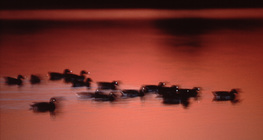 Диви патици