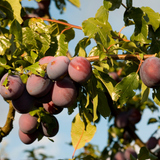 Сливово дърво