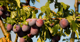 Сливово дърво