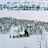 Стадо северни елени