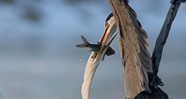 Борба за плячка