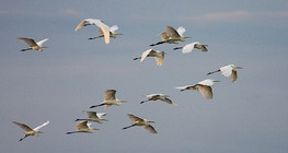 Големи бели чапли по време на полет