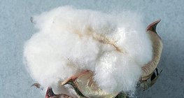 Памучното влакно е изградено почти изцяло от полизахарид (целулоза)