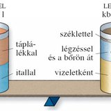A szervezet napi folyadékfelvétele és -leadása