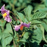 Цветовете на картофеното растение