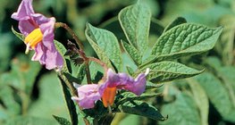 Цветовете на картофеното растение