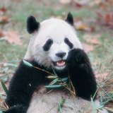 Панда