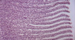 Разрез на рибни хриле