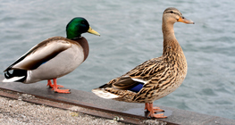 Диви патици