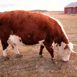 Домашно говедо