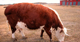 Домашно говедо