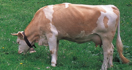 Домашно говедо