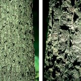 Кора на зимен дъб и кора на цер