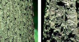 Кора на зимен дъб и кора на цер