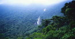 Амазонска екваториална гора