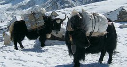 Як, любимо домашно животно в областта на хималаите