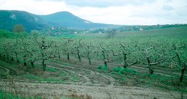 Пролетна ябълкова градина