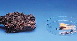 Дървото гние бавно, но гори бързо