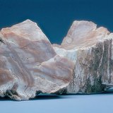 Опализирано дърво