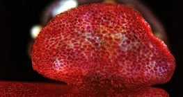 Разтварящи се поленови торбички на мирабилис (оптичен микроскоп)